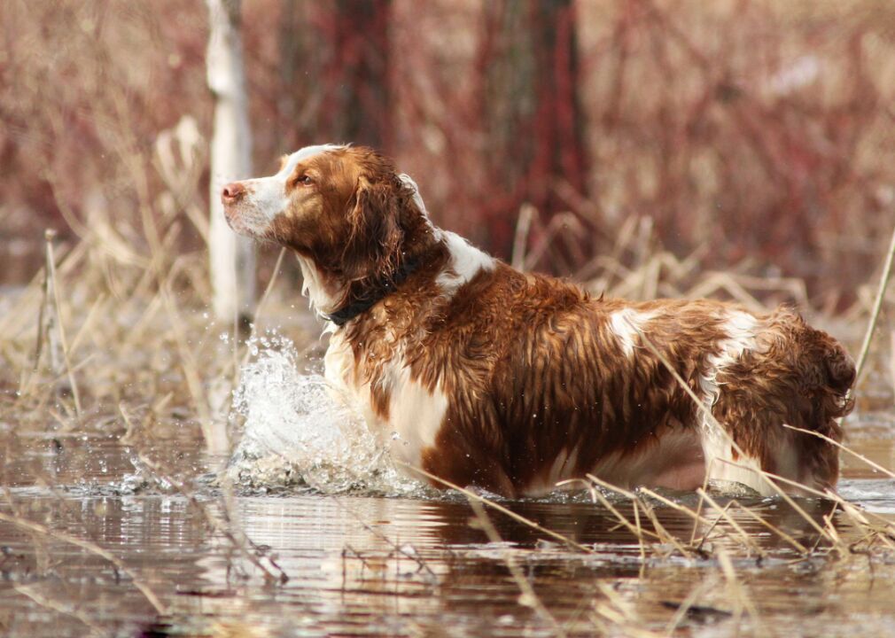 #72. Welsh springer spaniel